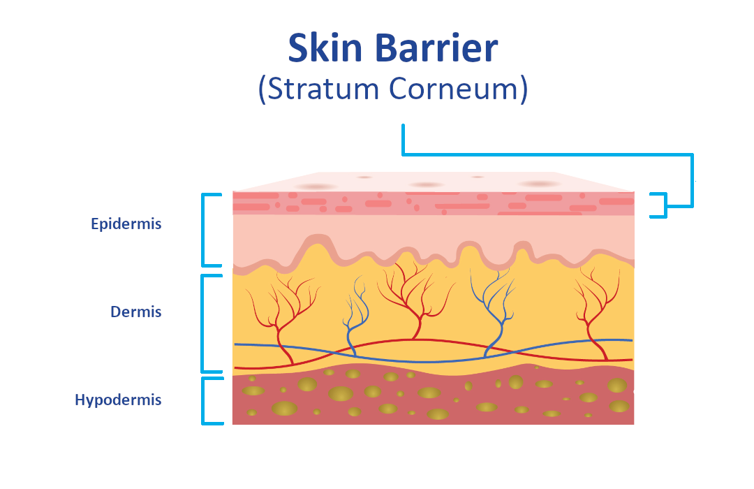 Basics of Skin Barrier Functions