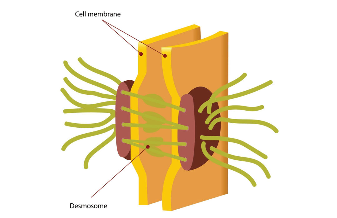 Desmosomes: The Key to Cell Adhesion and Tissue Integrity