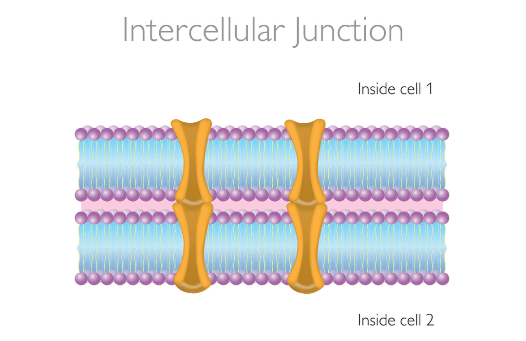 Intercellular Lipids in the Stratum Corneum: Key to Skin Hydration and Barrier Function